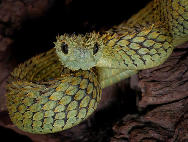 Green snake black yellow pattern free wallpaper - medium preview image
