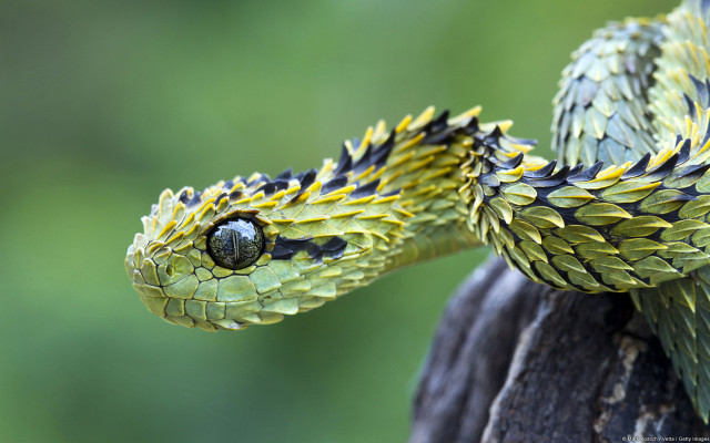 Snake cobra branch hyperrealistic detailed free wallpaper - medium preview image