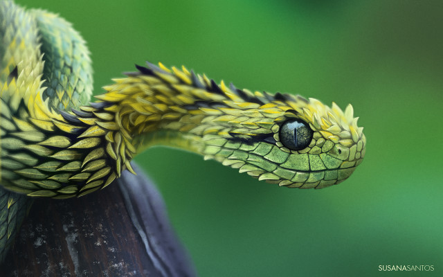 Green snake cobra 3d render free wallpaper - medium preview image