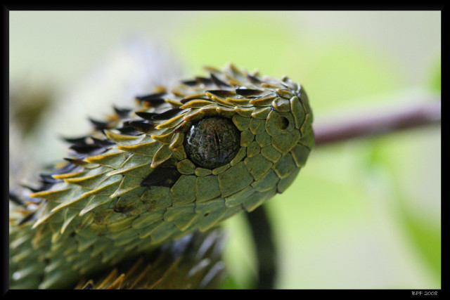 Green snake branch leaves blurry #2 free wallpaper - medium preview image
