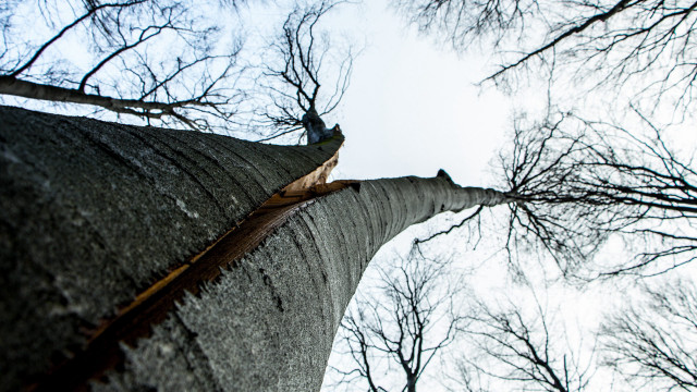 Tall tree bare branches clear free wallpaper - medium preview image