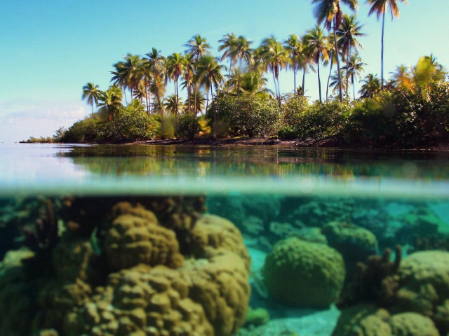 Tropical island palm trees coral free wallpaper - medium preview image