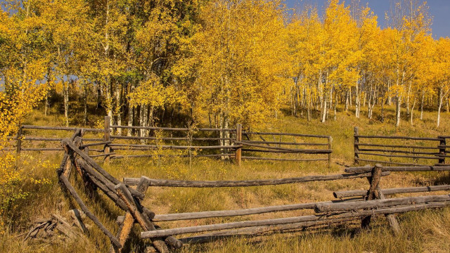 Wooden fence field trees yellow free wallpaper - medium preview image