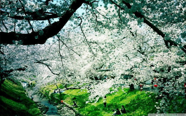 People walking path river tree free wallpaper - medium preview image