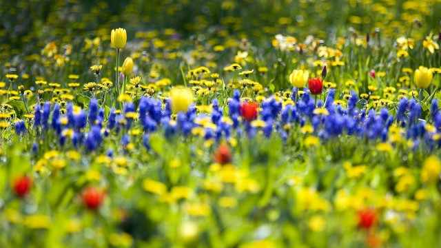 Field of flowers green grass #2 free wallpaper - medium preview image