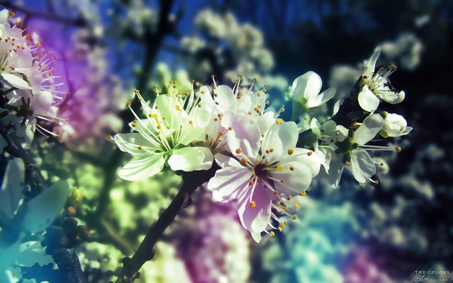 Flower butterfly bokeh blurry background free wallpaper - medium preview image
