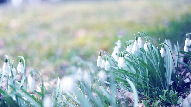 Close up flowers grass blurry #2 free wallpaper - medium preview image