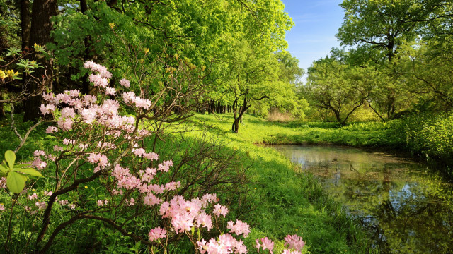 River lush forest flowers trees #2 free wallpaper - medium preview image