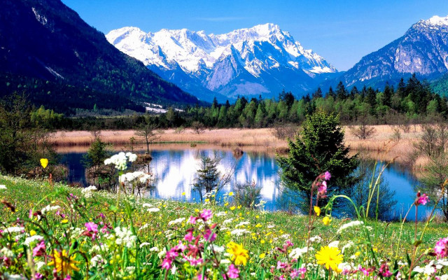 Beautiful mountain lake wildflowers foreground free wallpaper - medium preview image