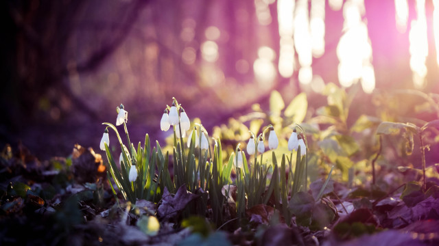 Flowers grass leaves sunshine anamorphic free wallpaper - medium preview image