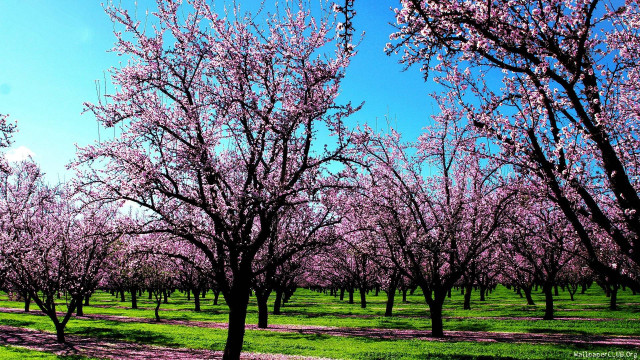 Field trees pink flowers blue free wallpaper - medium preview image