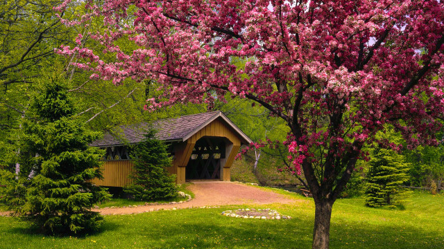 Wooden house blooming trees path free wallpaper - medium preview image
