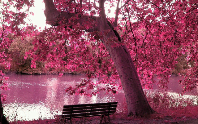 Bench tree lake pink flowers free wallpaper - medium preview image