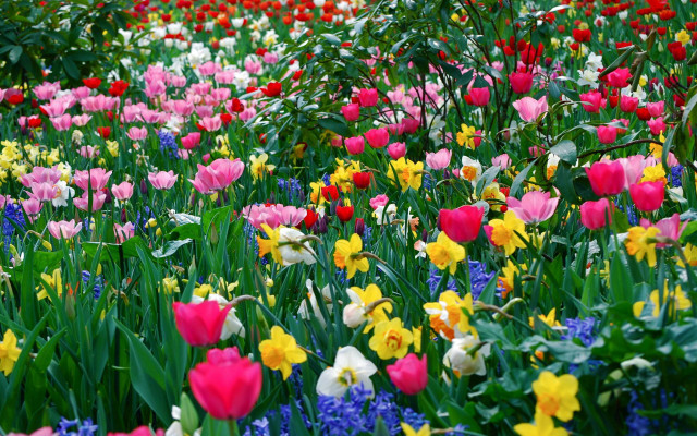Colorful flowers red sky background #2 free wallpaper - medium preview image