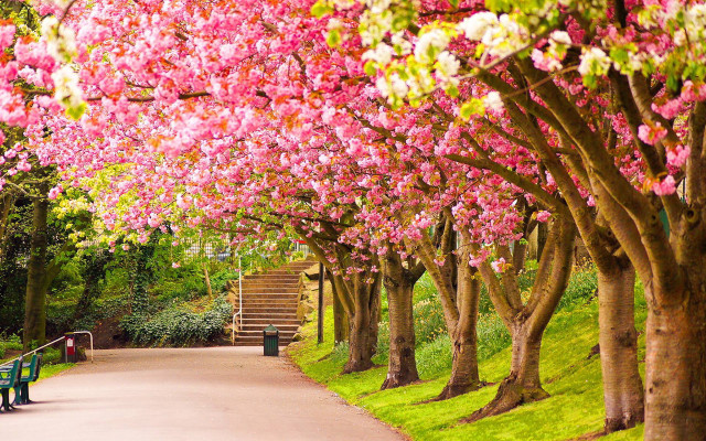 Park bench trees pink flowers #2 free wallpaper - medium preview image