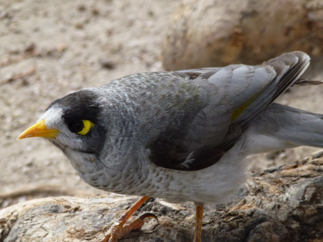 Bird yellow eyes rock dirt free wallpaper - medium preview image