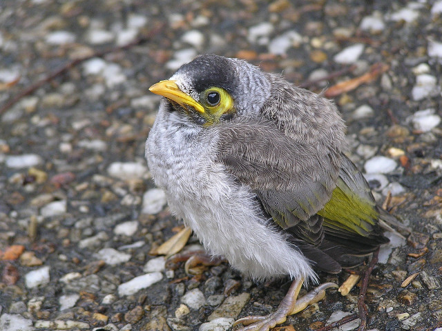 Small bird ground gravel rocks free wallpaper - medium preview image