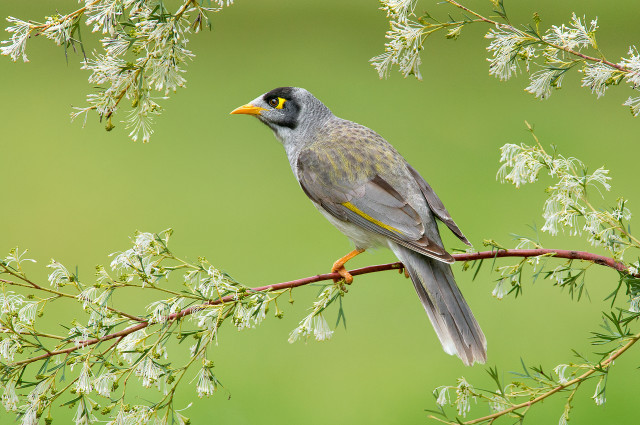 Bird perched branch white flowers #4 free wallpaper - medium preview image