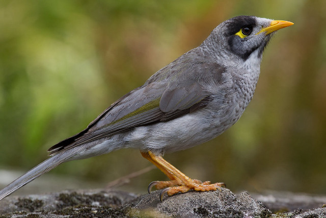 Bird yellow beak rock woods free wallpaper - medium preview image
