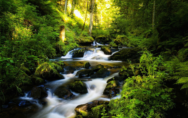 Lush stream forest trees rocks #2 free wallpaper - medium preview image