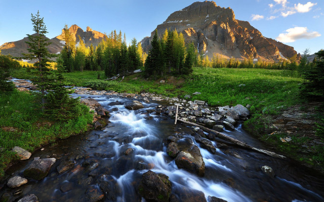 Stream lush green forest trees #10 free wallpaper - medium preview image