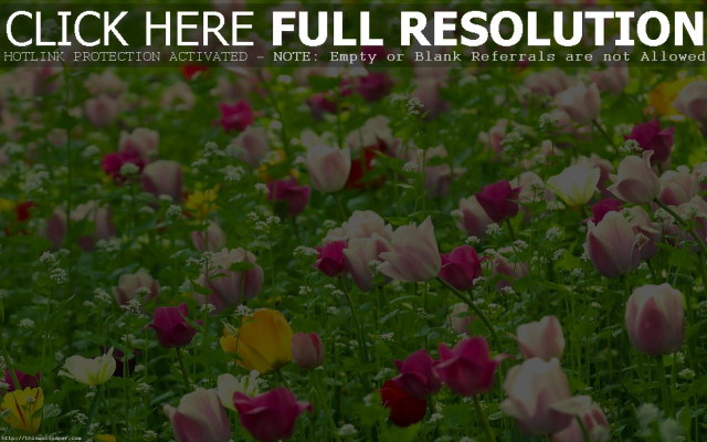 Flower field garden bush leaf free wallpaper - medium preview image