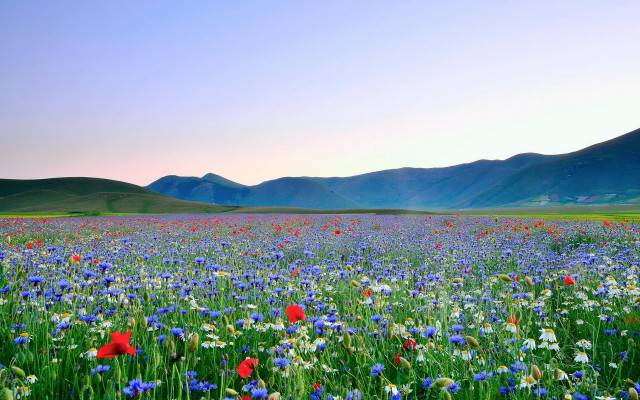Spring flower field mountains sunset free wallpaper - medium preview image