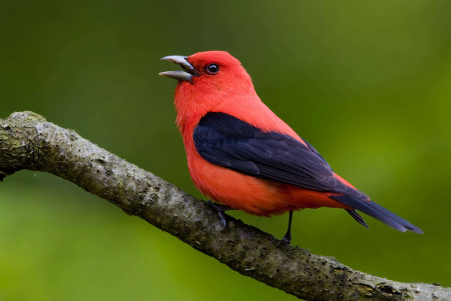 Red black bird beak branch free wallpaper - medium preview image