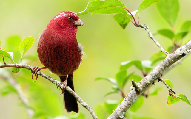 Red bird branch green leaves free wallpaper - medium preview image