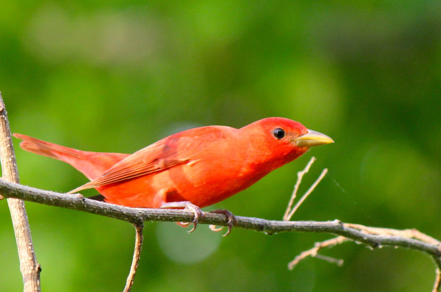 Red bird perched branch green #3 free wallpaper - medium preview image