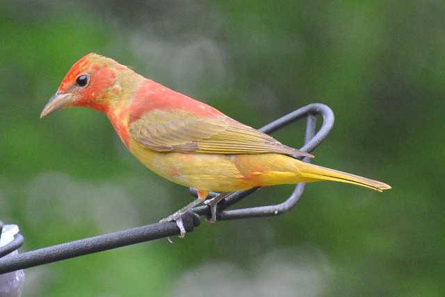 Bird sitting wire blurry background free wallpaper - medium preview image