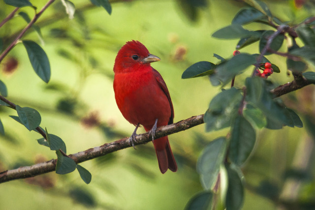 Red bird sitting branch tree free wallpaper - medium preview image