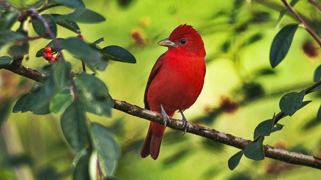 Red bird branch leaves berries free wallpaper - medium preview image