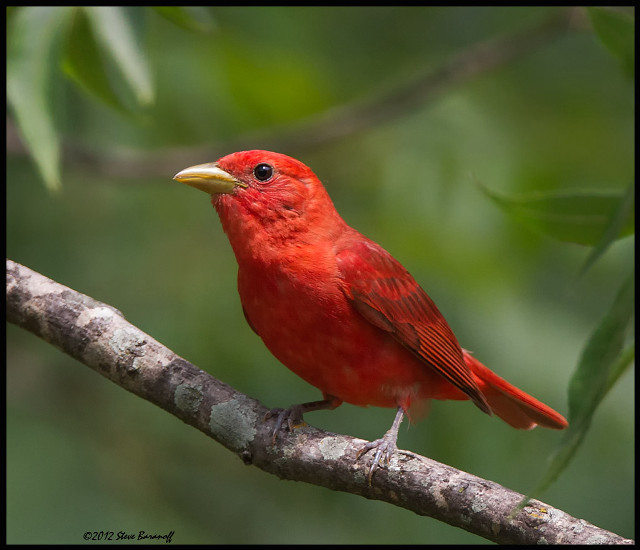 Red bird perched branch leaves free wallpaper - medium preview image
