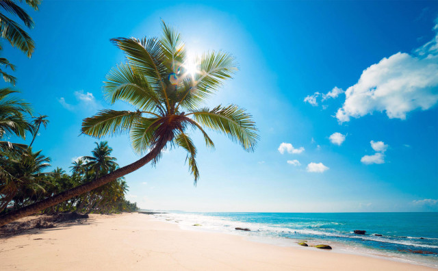Palm tree beach sun clouds #4 free wallpaper - medium preview image