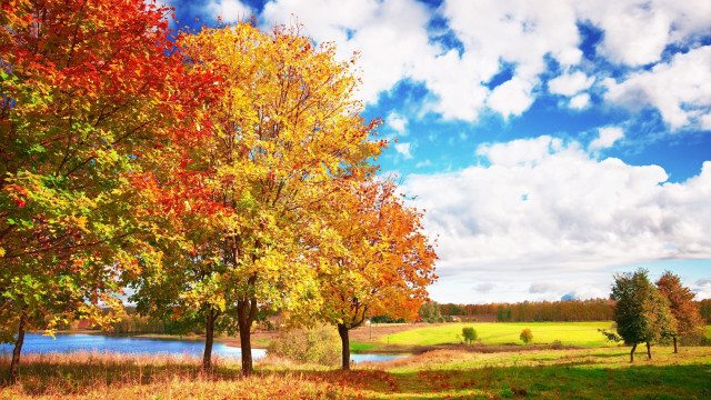Field trees lake clouds autumn free wallpaper - medium preview image
