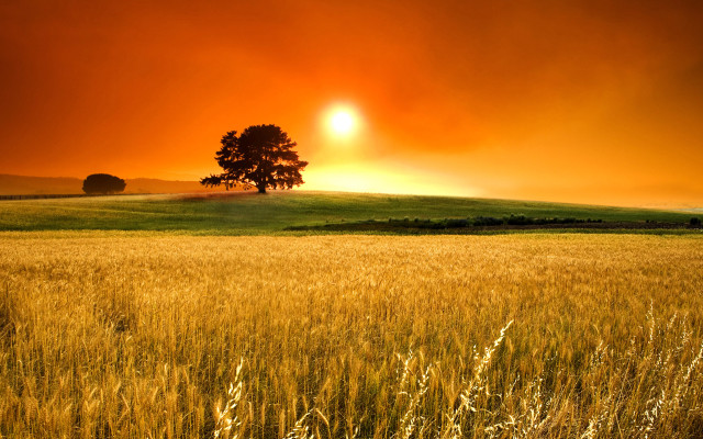 Field grass tree sunset red free wallpaper - medium preview image