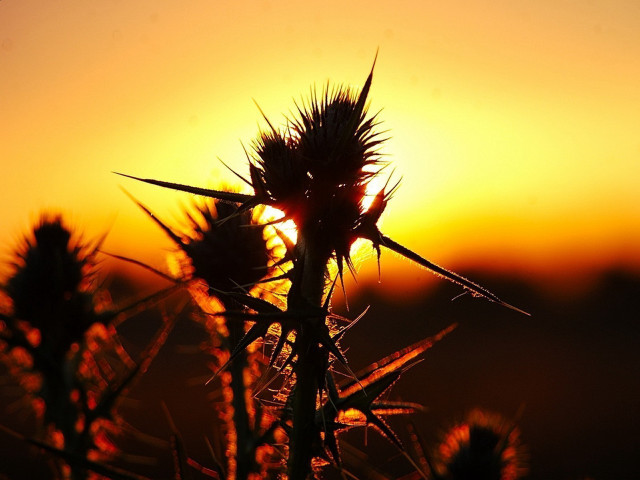 Plant sunset yellow sky clouds free wallpaper - medium preview image