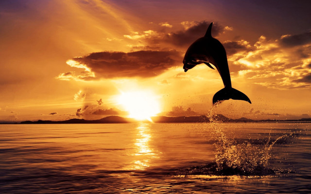 Dolphin jumping sunset ocean boat #2 free wallpaper - medium preview image