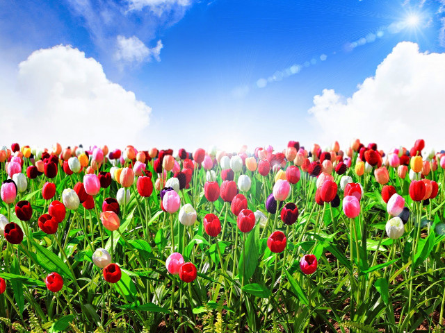 Field of flowers blue sky #8 free wallpaper - medium preview image