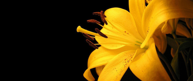 Yellow flower closeup black background #2 free wallpaper - medium preview image