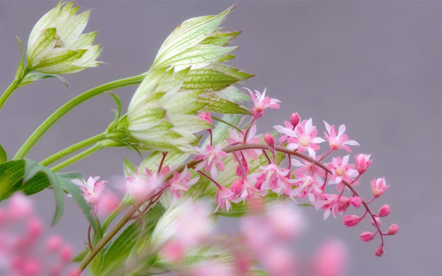 Pink flower green leaves background free wallpaper - medium preview image