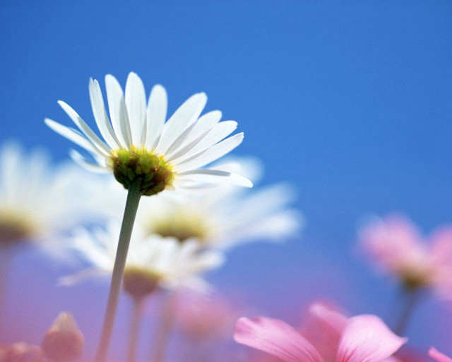 Close up flower sky background #2 free wallpaper - medium preview image