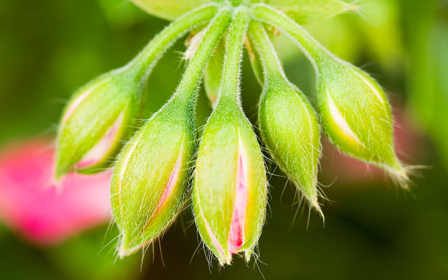 Flower bud macro naturalism blurry free wallpaper - medium preview image