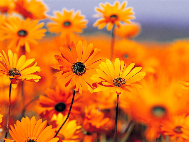 Yellow flowers blue sky clouds #5 free wallpaper - medium preview image