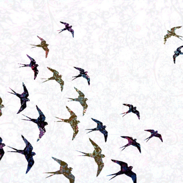 Flock of birds flying sky free wallpaper - medium preview image