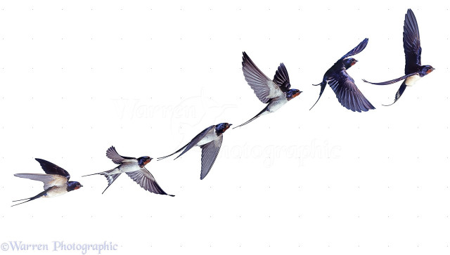 Birds flying formation together in free wallpaper - medium preview image