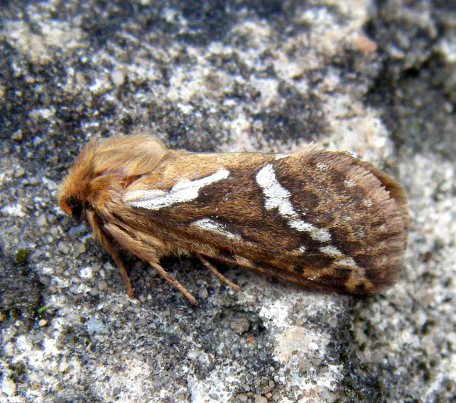 Moth brownwhite whitemarkings christmas city free wallpaper - medium preview image
