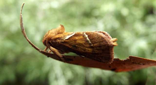 Brown white moth leaf forest free wallpaper - medium preview image