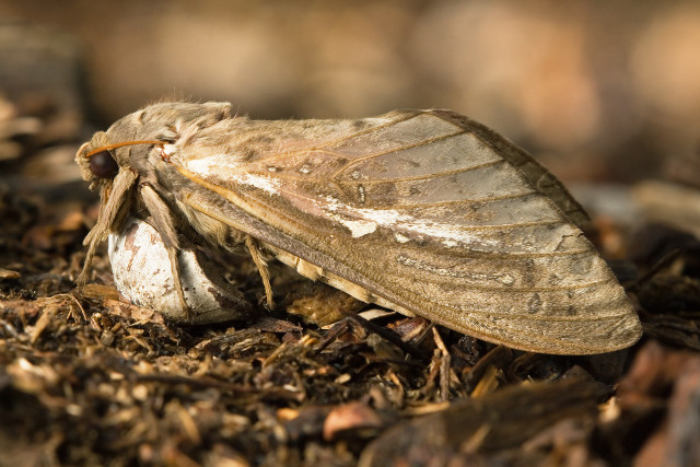 Large brown insect dirt pile free wallpaper - medium preview image